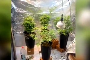 maconha matinhos