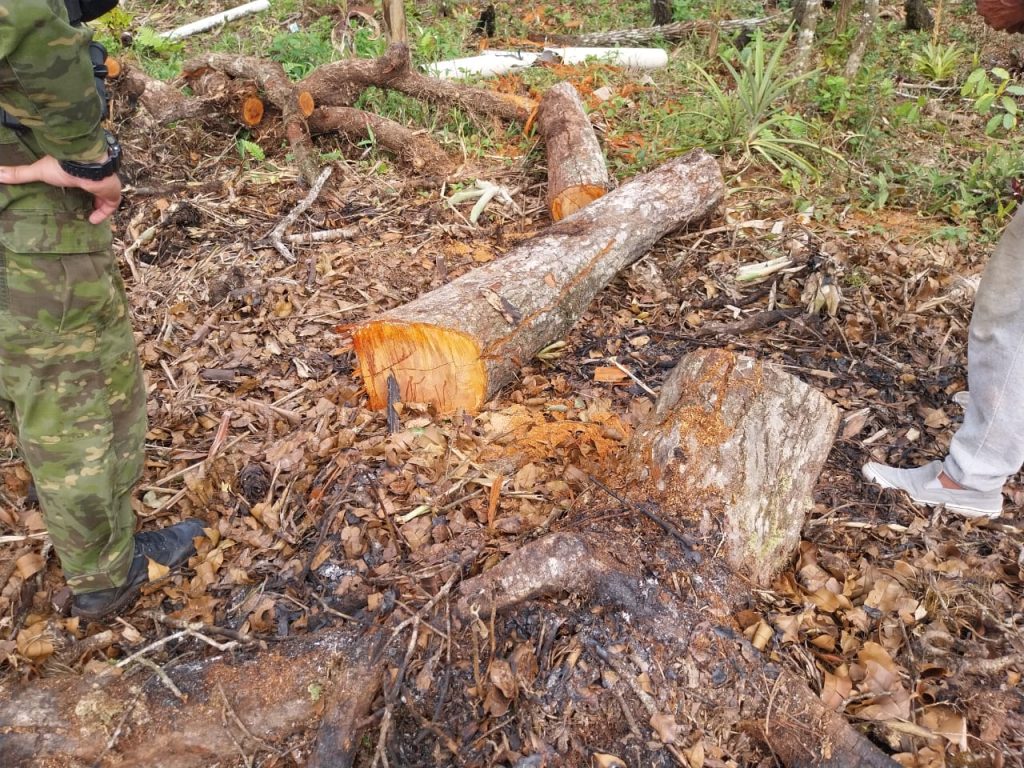 Destruição de vegetação nativa em Guaratuba gera autuação