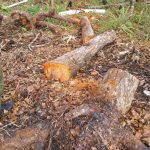 Destruição de vegetação nativa em Guaratuba gera autuação