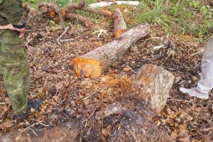 Destruição de vegetação nativa em Guaratuba gera autuação