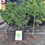 PM encontra pés de maconha em terreno nos fundos de bar em Guaratuba