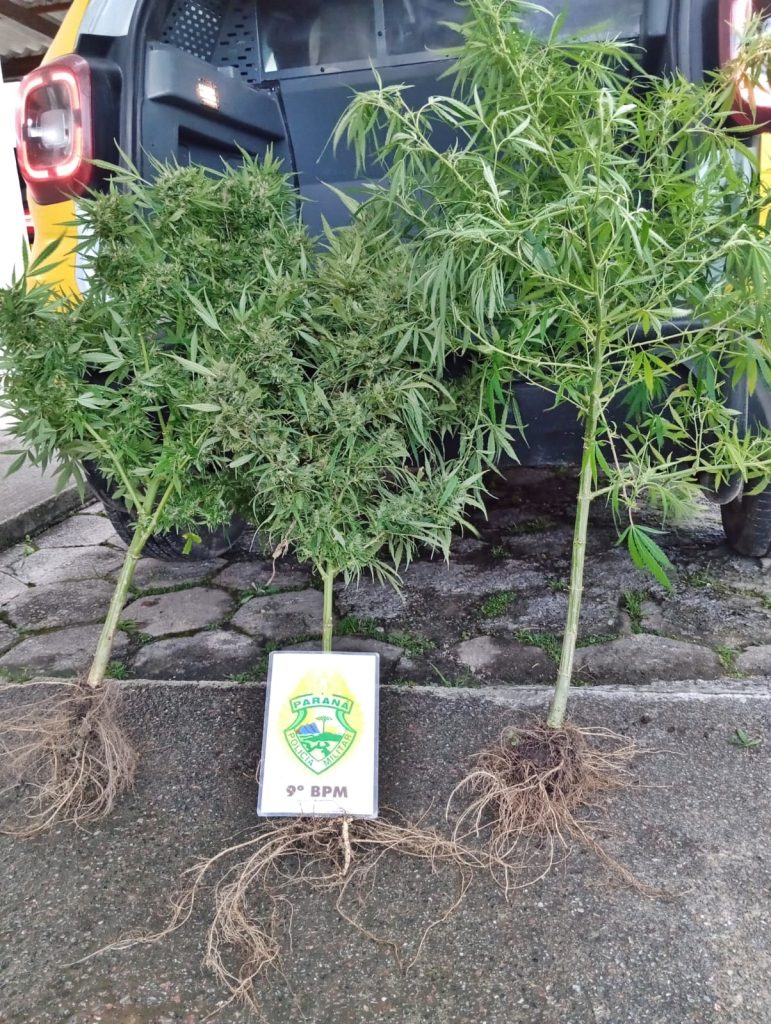 Plantas de maconha em Guaratuba
