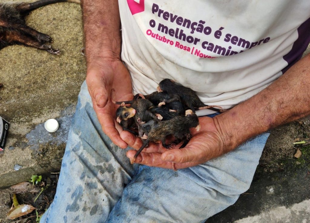 Resgate filhos de gambá – GCM