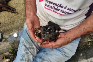 GCM auxilia no resgate de filhotes de gambá em Paranaguá