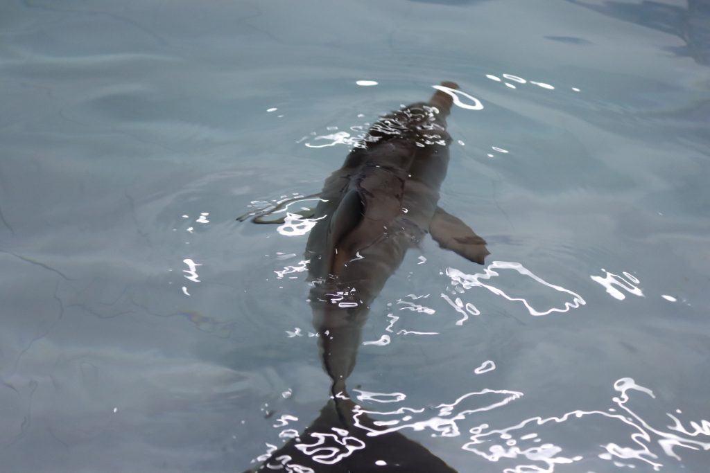 foto 1 Filho te toninha na piscina. Imagens LEC-UFPR