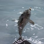 foto 1 Filho te toninha na piscina. Imagens LEC-UFPR