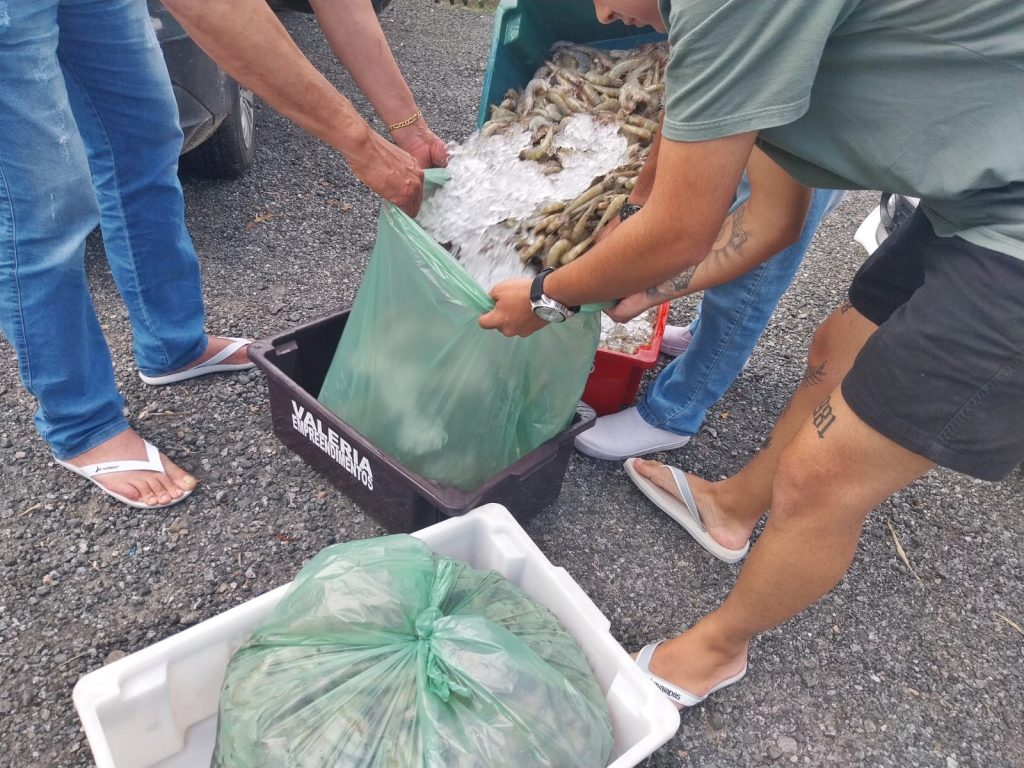 Apreensão de camarão Polícia Ambiental 1