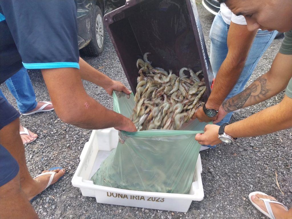 Apreensão de camarão Polícia Ambiental 3