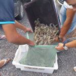 Apreensão de camarão Polícia Ambiental 3