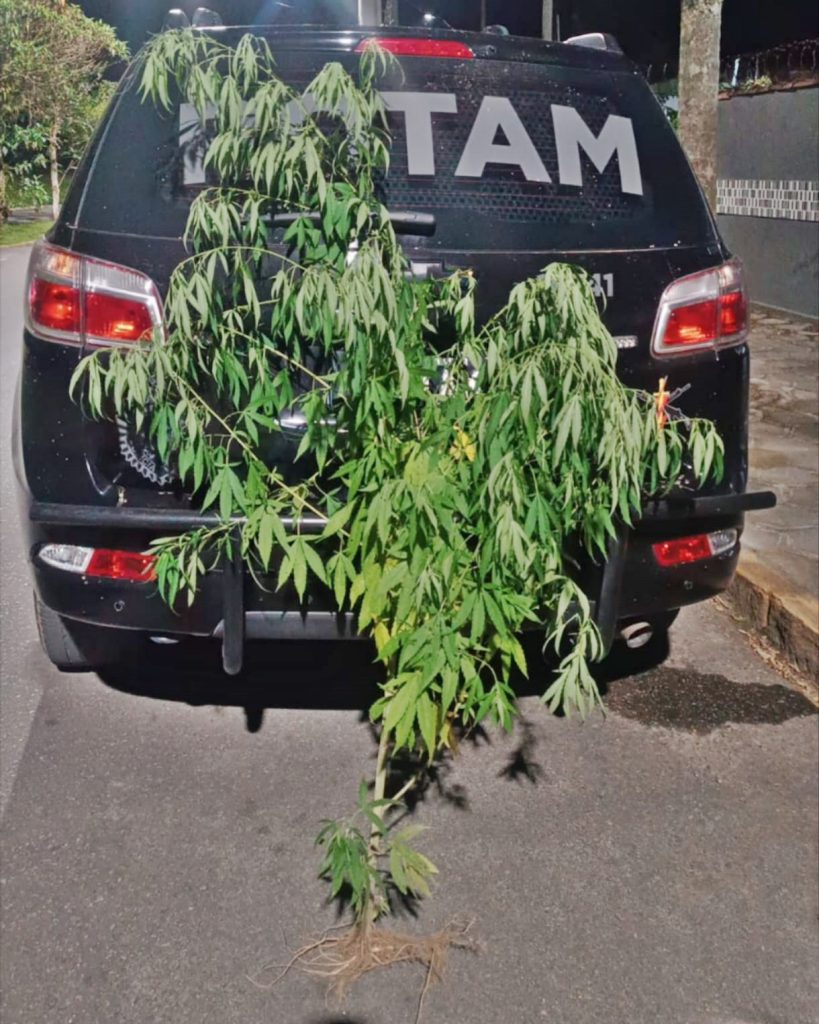 Apreensão de pés de maconha em Morrdtes
