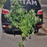 Apreensão de pés de maconha em Morrdtes