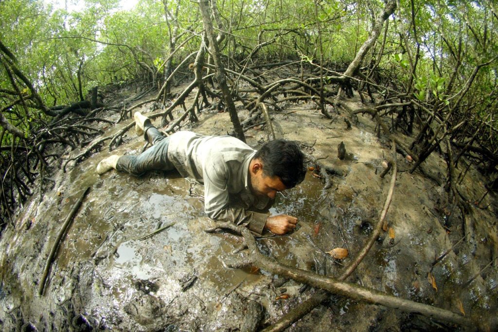 Caranguejo – Foto Denis Ferreira NettoSEDEST-PR