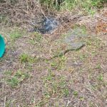 GCM resgata cobra d'água em residência em Paranaguá