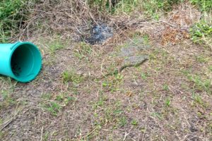 GCM resgata cobra d'água em residência em Paranaguá