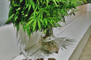 Pé de maconha apreendido pela PM 123
