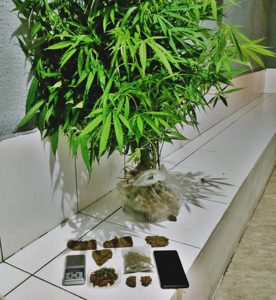 Pé de maconha apreendido pela PM 123