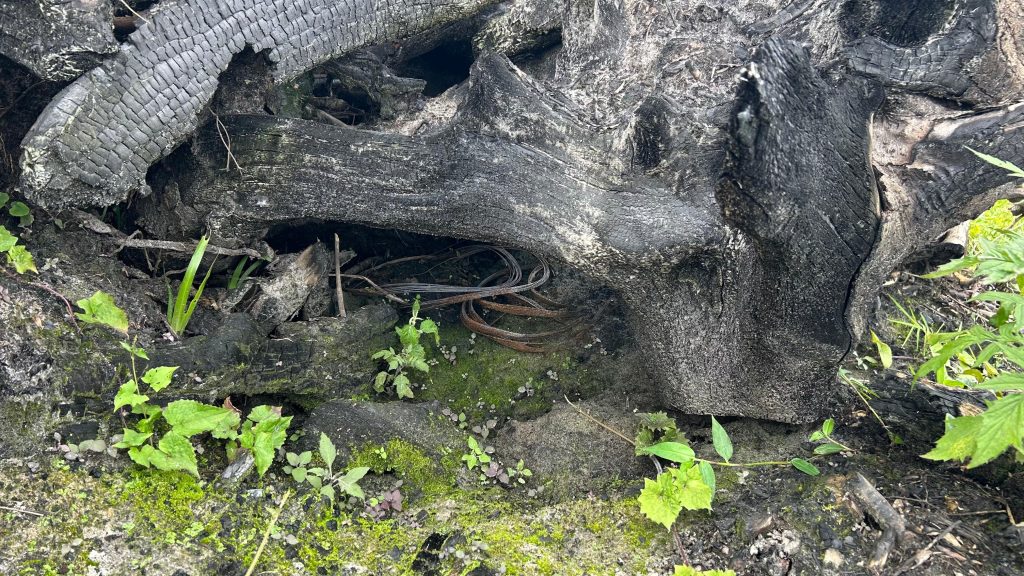 Polícia Ambiental Ação Em Guaratuba 03