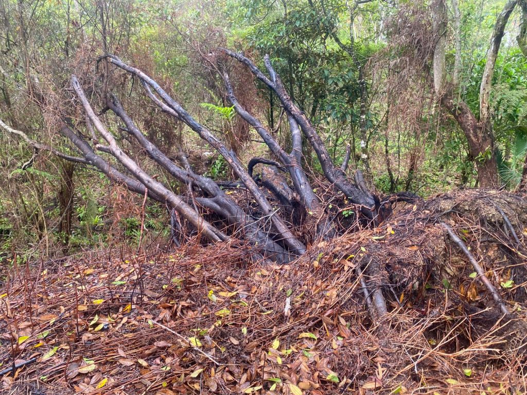 Polícia Ambiental Ação em Matinhos 01