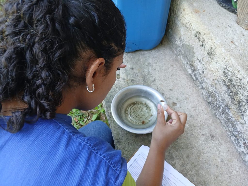 dengue antonina (3)