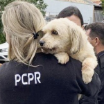 PCPR alerta sobre abandono de animais na temporada de verão