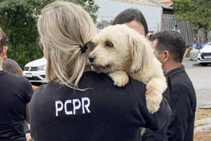 PCPR alerta sobre abandono de animais na temporada de verão