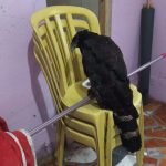 Patrulha Ambiental da GCM resgata ave de rapina em Paranaguá
