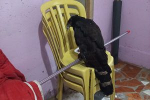 Patrulha Ambiental da GCM resgata ave de rapina em Paranaguá