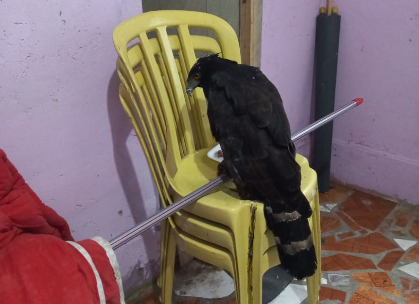 Patrulha Ambiental da GCM resgata ave de rapina em Paranaguá
