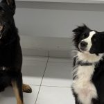 PM usa cães de faro para localizar drogas em Paranaguá