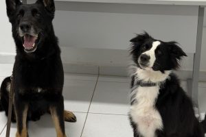 PM usa cães de faro para localizar drogas em Paranaguá