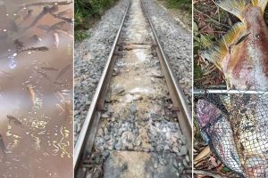 DENUNCIA PEIXES MORTOS FERROVIA