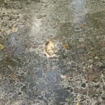 Prefeitura de Morretes notifica Rumo por derramamento de carga de açúcar; “indícios de tentativa de ocultação do dano”