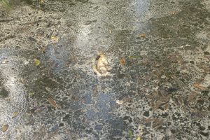 Prefeitura de Morretes notifica Rumo por derramamento de carga de açúcar; “indícios de tentativa de ocultação do dano”