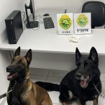Cães encontram drogas em residência em Paranaguá e mulher acaba presa