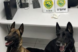 Cães encontram drogas em residência em Paranaguá e mulher acaba presa