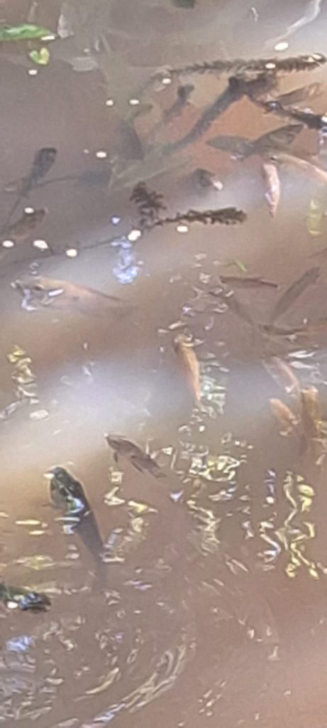 PEIXES MORTOS MORRETES
