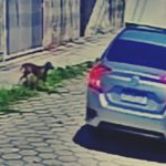 Homem preso por atropelar cachorro 01