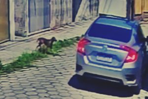 Homem preso por atropelar cachorro 01