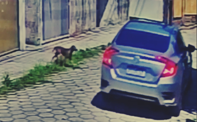 Homem preso por atropelar cachorro 01