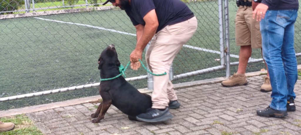PITBULL ATAQUE AEROPARQUE (4)