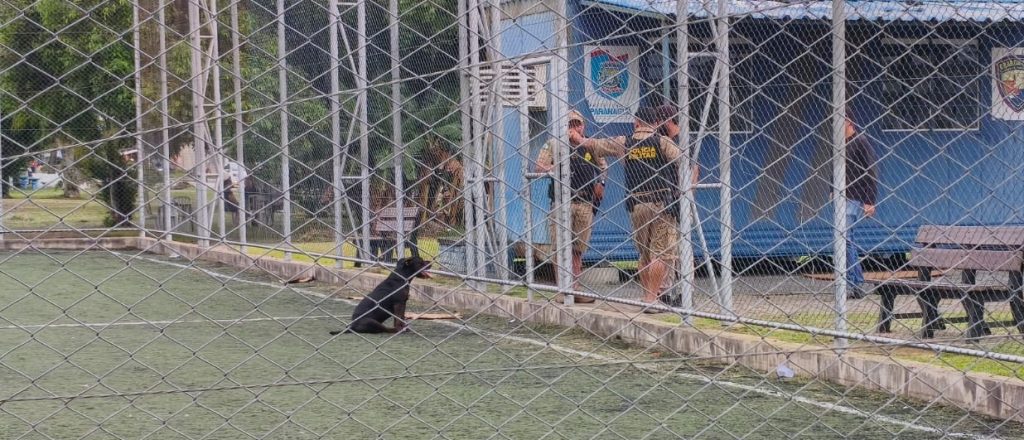 PITBULL ATAQUE AEROPARQUE (5)