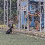 PITBULL ATAQUE AEROPARQUE (5)