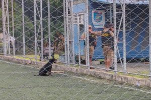 PITBULL ATAQUE AEROPARQUE (5)