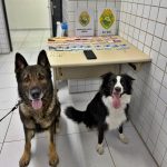 Cão de faro drogas Tabuleiro