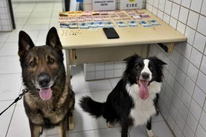 Cão de faro drogas Tabuleiro