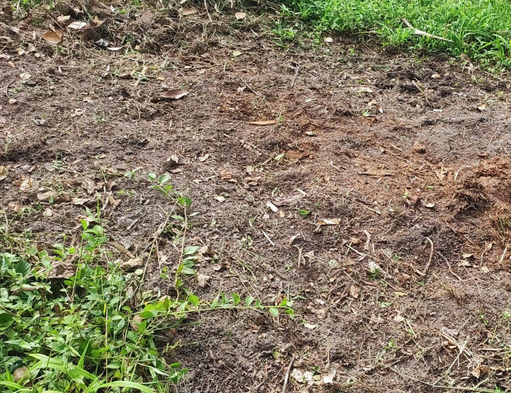Dono de terreno é multado em R$ 10 mil por dificultar regeneração de vegetação em Guaratuba 4