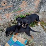 GCM resgata filhotes de cães em Paranaguá 2