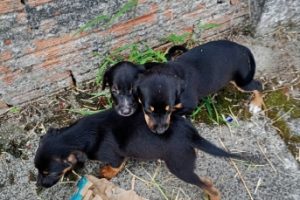 GCM resgata filhotes de cães em Paranaguá 2