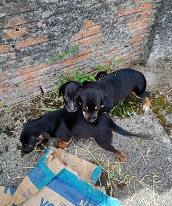 GCM resgata filhotes de cães em Paranaguá 2