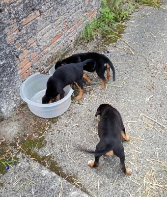 GCM resgata filhotes de cães em Paranaguá 3